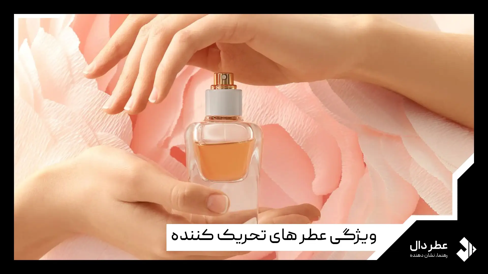 تاثیر عطر بر جذب جنس مخالف