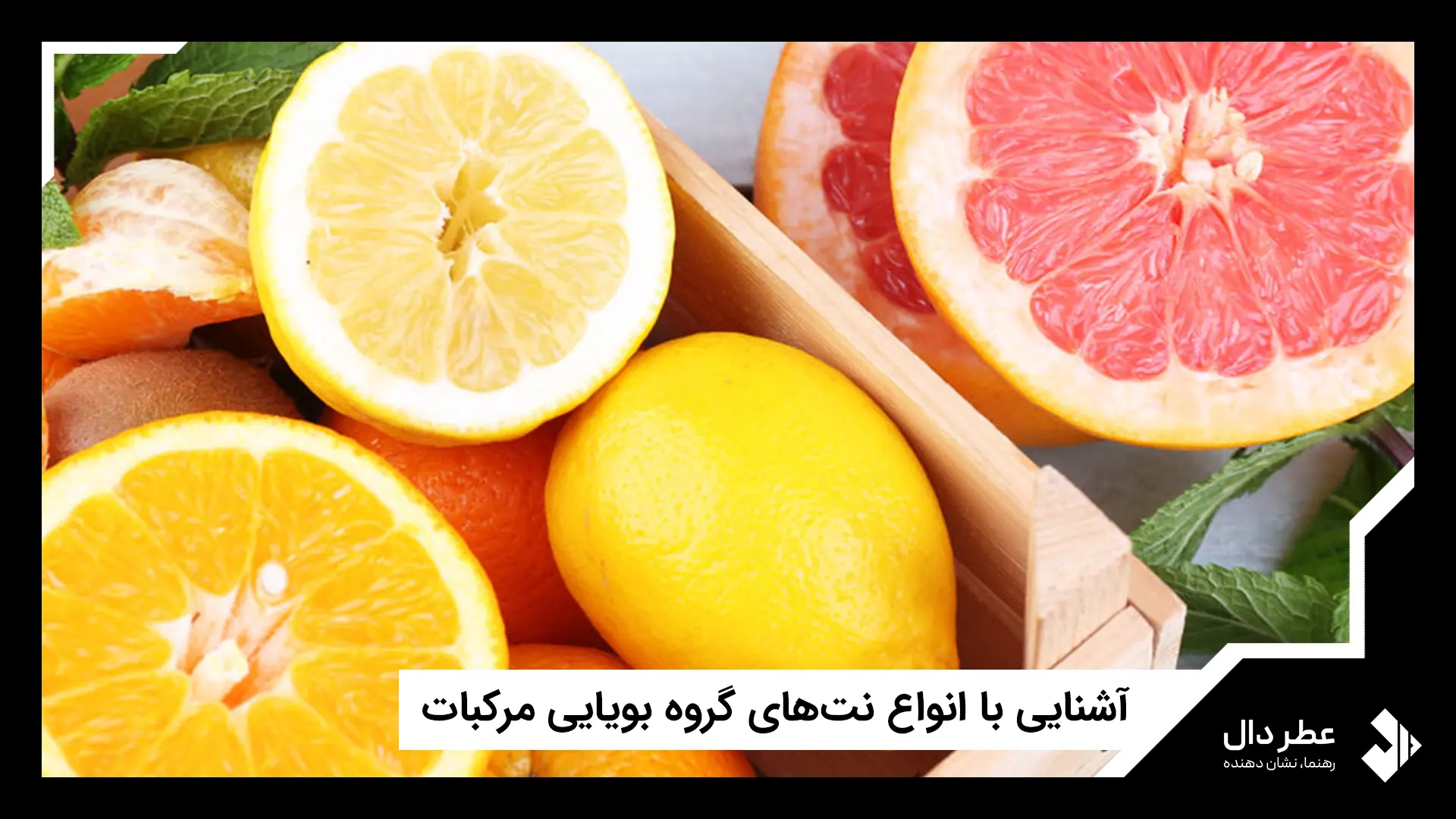 آشنایی با انواع نت‌های گروه بویایی مرکبات
